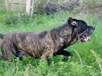 cane corso italiao